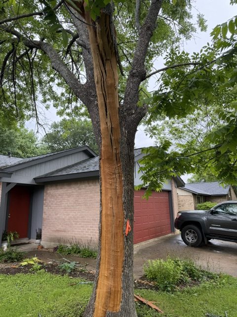 The base of the struck trunk beside a house, flagged for assessment
