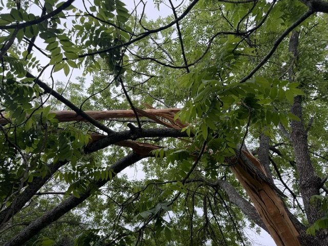 A scaffold limb in the canopy split and splintered where the lightning entered