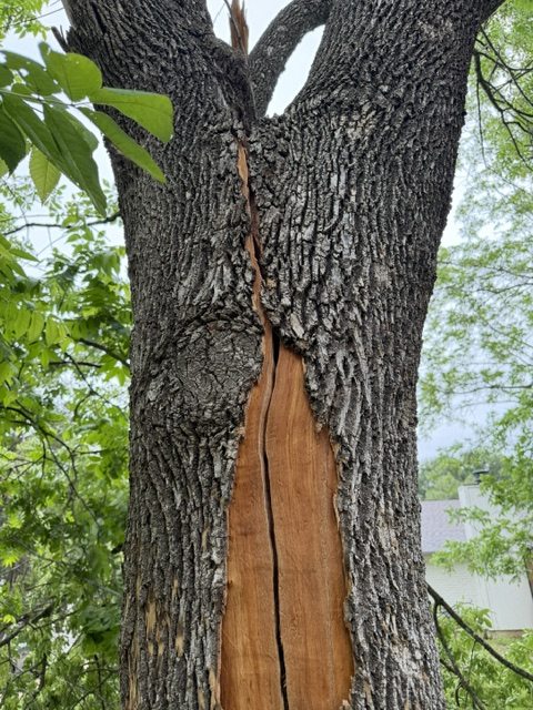 The lightning channel running down the main stem of the Arizona ash