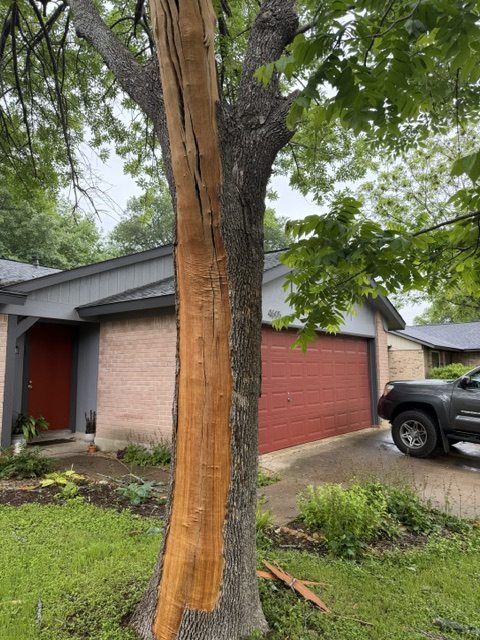 An Arizona ash with a long lightning scar down the trunk beside a house