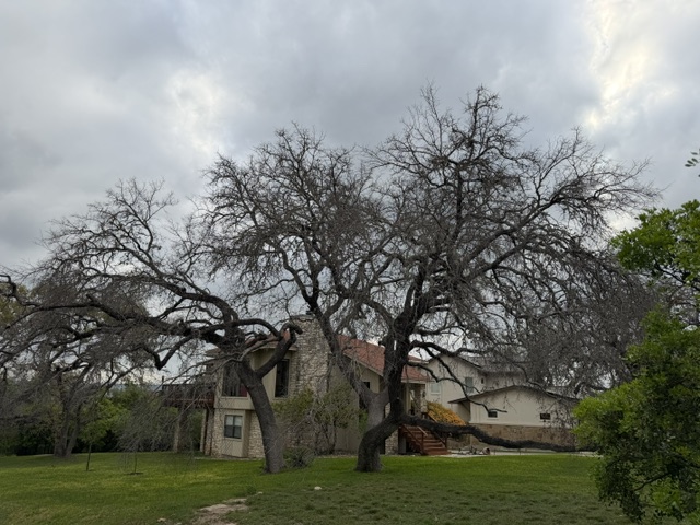 A mature Central Texas oak in steep decline beside a home
