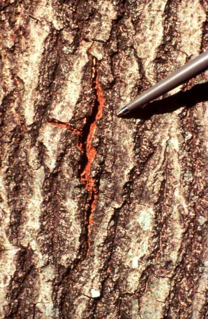 A reddish fungal spore mat breaking through a vertical crack in oak bark, with a pen tip for scale.