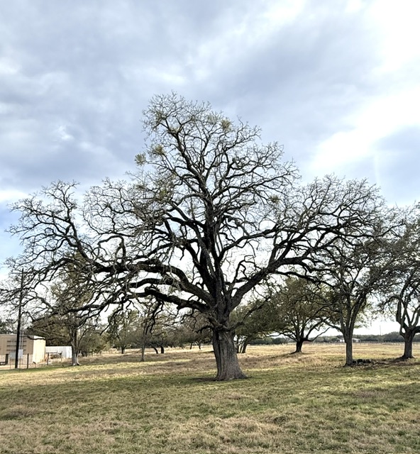 A live oak in oak wilt decline in an open ranch stand