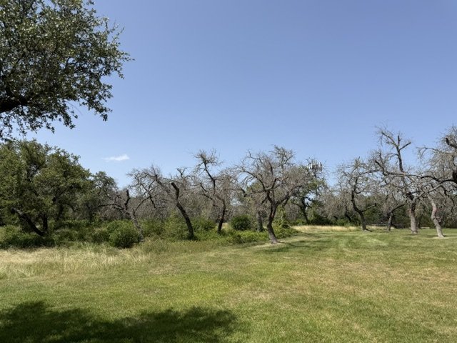 A grove of bare dead oaks with green trees still standing at the left edge