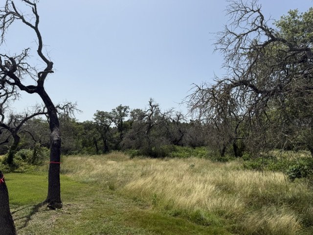An oak trunk flagged with red tape in the foreground, with dead and surviving oaks behind