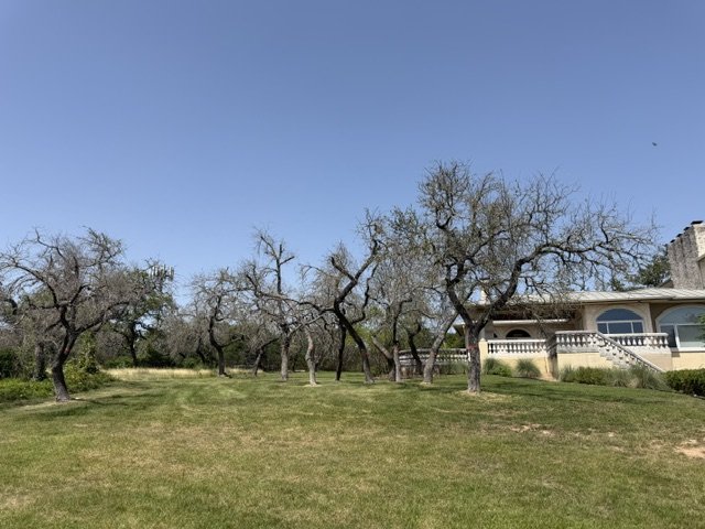 A row of mature oaks dead and bare across a Hill Country property beside a stone home