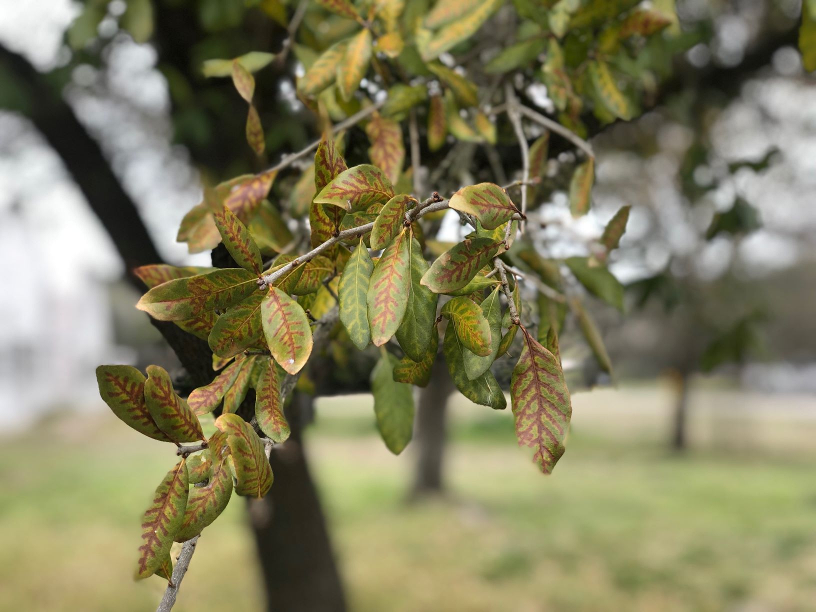 Live oak leaves showing veinal necrosis, yellowing and browning along the veins
