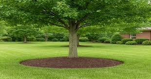 A flat, wide mulch ring with the trunk flare exposed, the correct way