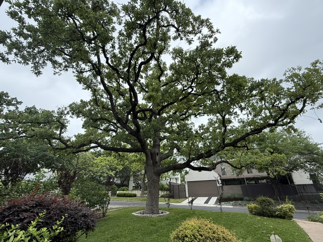 A healthy post oak with a full green canopy after a growth regulator treatment following nearby construction