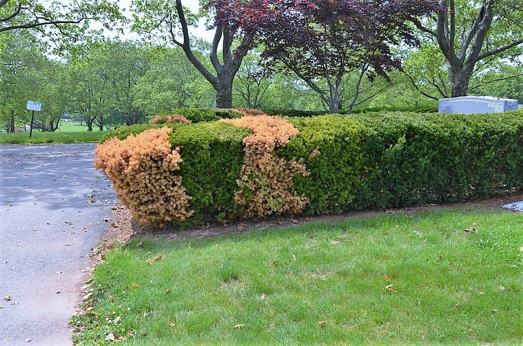 A boxwood hedge with a section killed by Phytophthora root rot