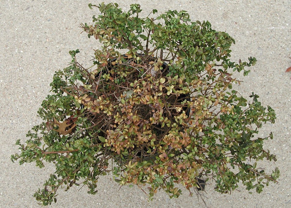 A container holly thinning and browning as Phytophthora root rot destroys its root system