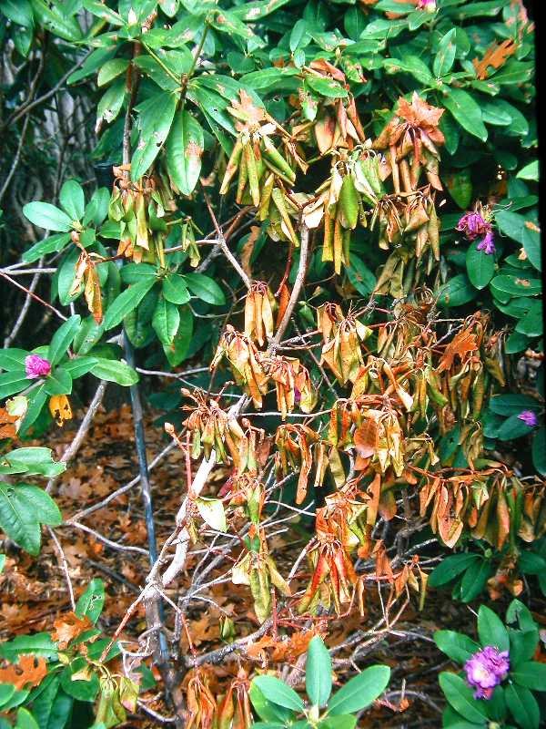 Branch dieback and wilted, browning foliage on a rhododendron with Phytophthora root rot