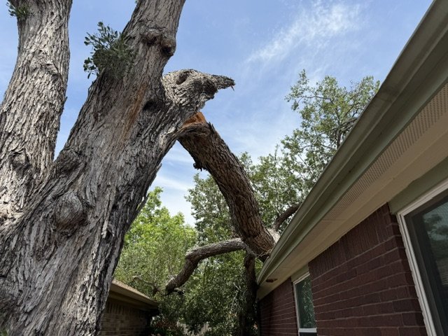 A cedar elm limb snapped at the union and left hanging directly over a home's roofline