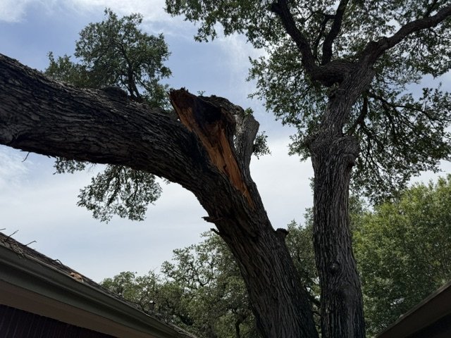 A cedar elm with a snapped leader showing the fresh splintered tear at the included-bark union