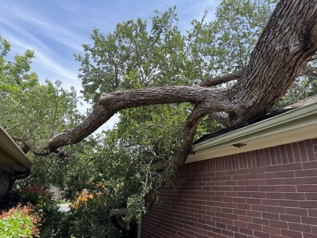 A heavy cedar elm limb cantilevered out directly over a brick home's roofline