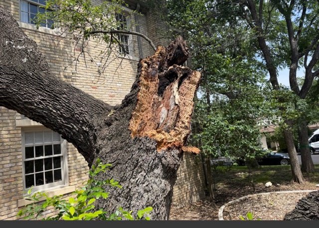 A large scaffold limb failed at the union beside a brick home, exposing a deep column of brown internal decay