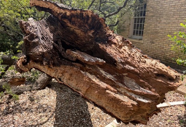 The failed limb on the ground split lengthwise, showing how far the internal rot extended through the wood