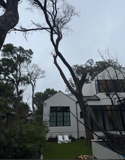 A declining oak leaning over a Central Texas home, a clear risk to the structure below