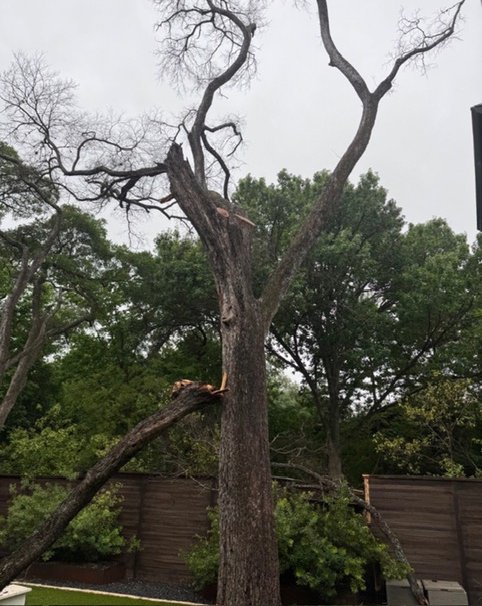A mature trunk with a snapped leader and a failed scaffold limb showing fresh breakage