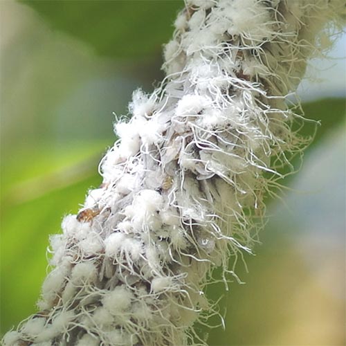 Beech blight aphids clustered on a twig beneath white waxy filaments